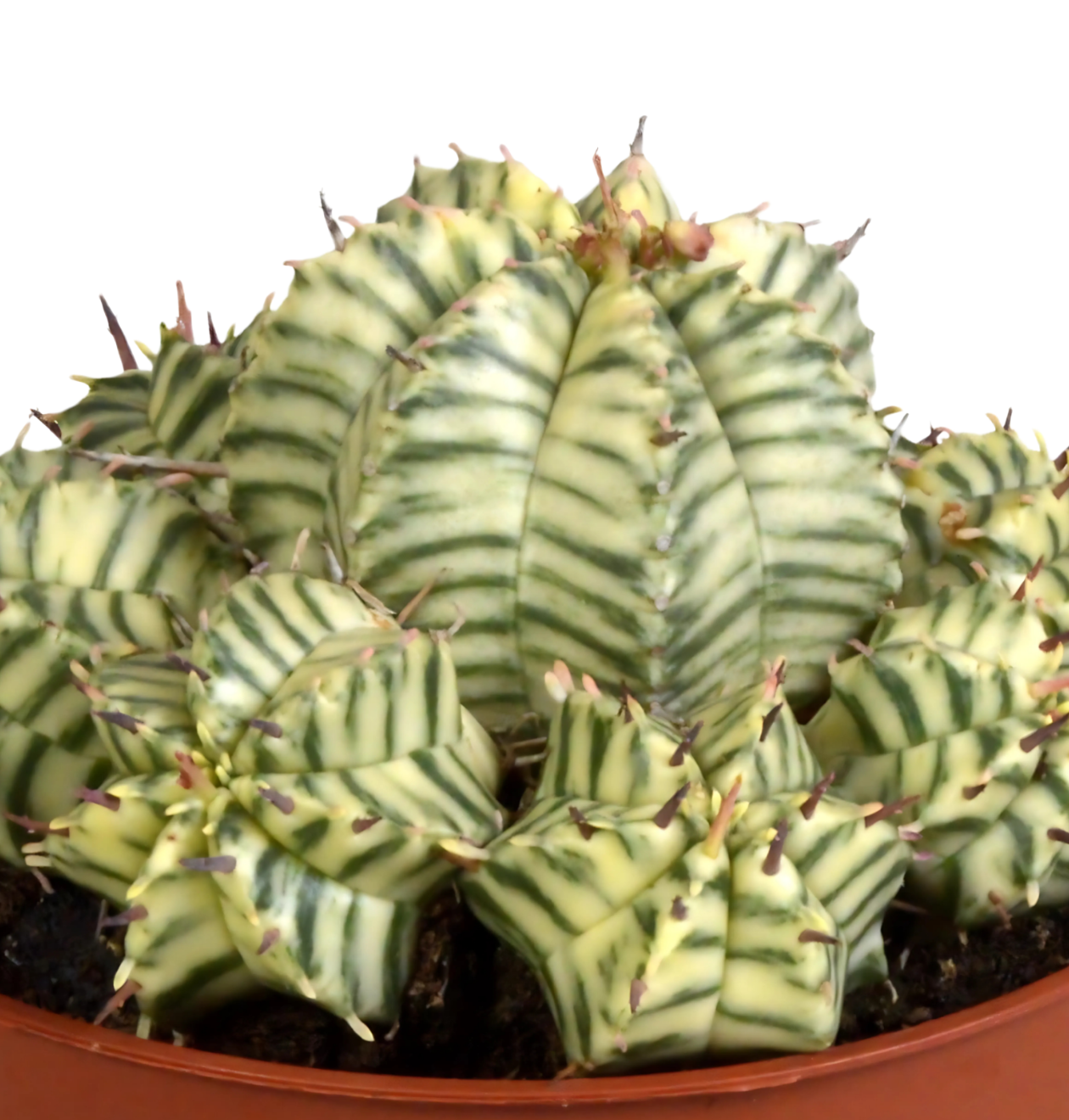 Euphorbia meloformis variegata | Melonen-Wolfsmilch | +/- 10-22cm | ø 10,5cm Topf