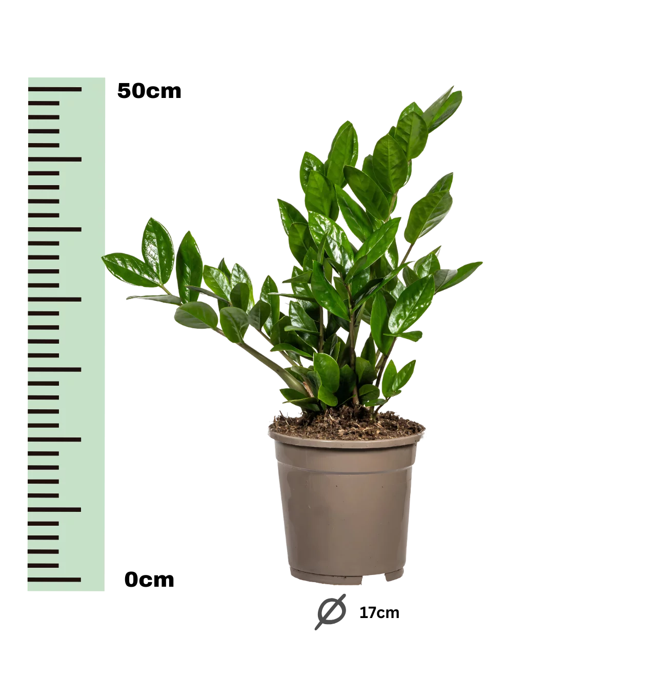 Zamioculcas Zamiifolia | Glücksfeder | +/- 40-50cm | ø 17cm Topf