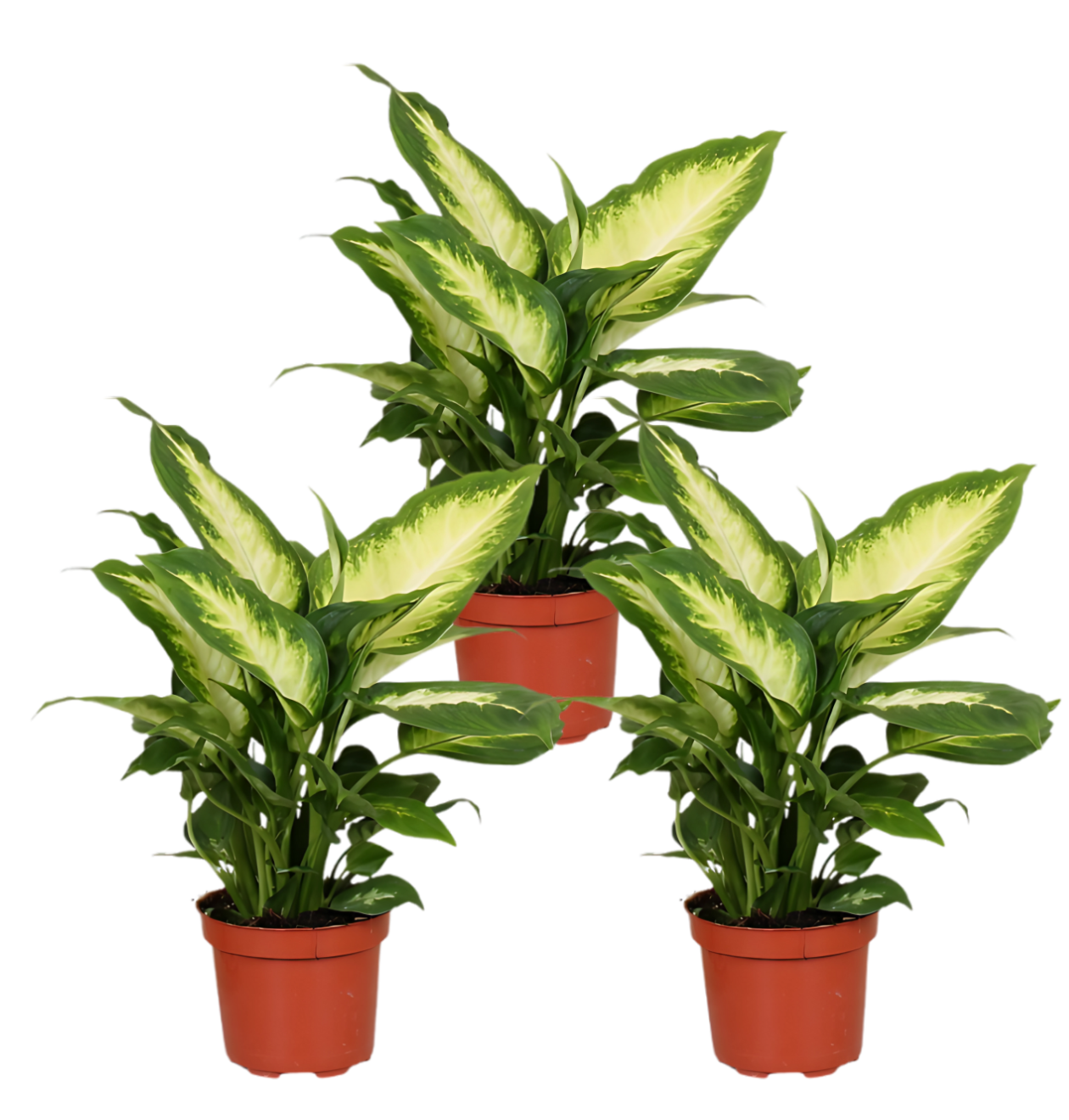 3er-Set Dieffenbachia | +/- 40-50cm | ø 12-15cm Topf 