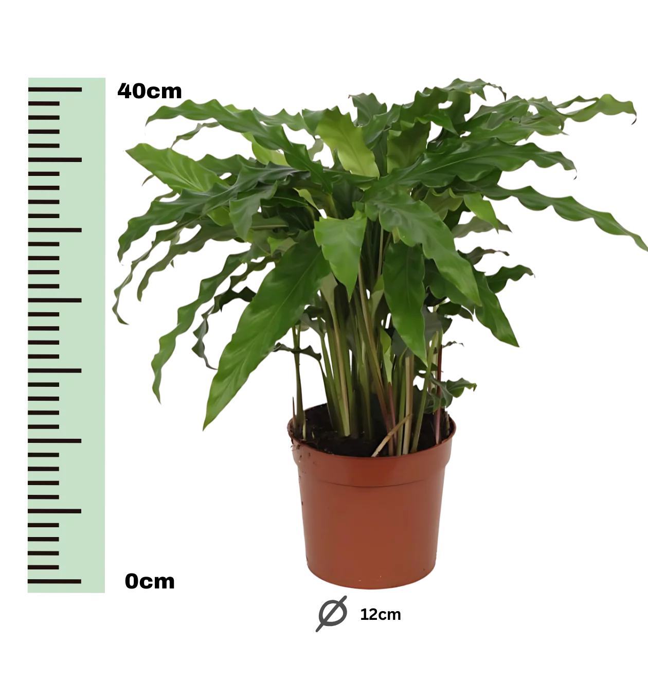 Calathea “Bluegrass” | Korbmarante | +/- 40cm | ø 12cm Topf