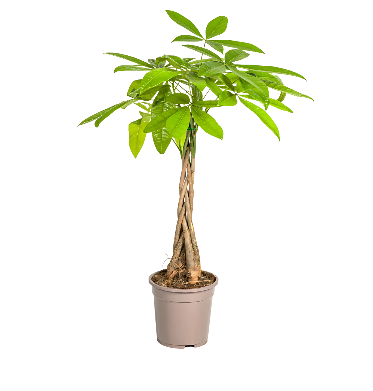 Pachira Aquatica | Glückskastanie | +/- 80cm | ø 19cm Topf