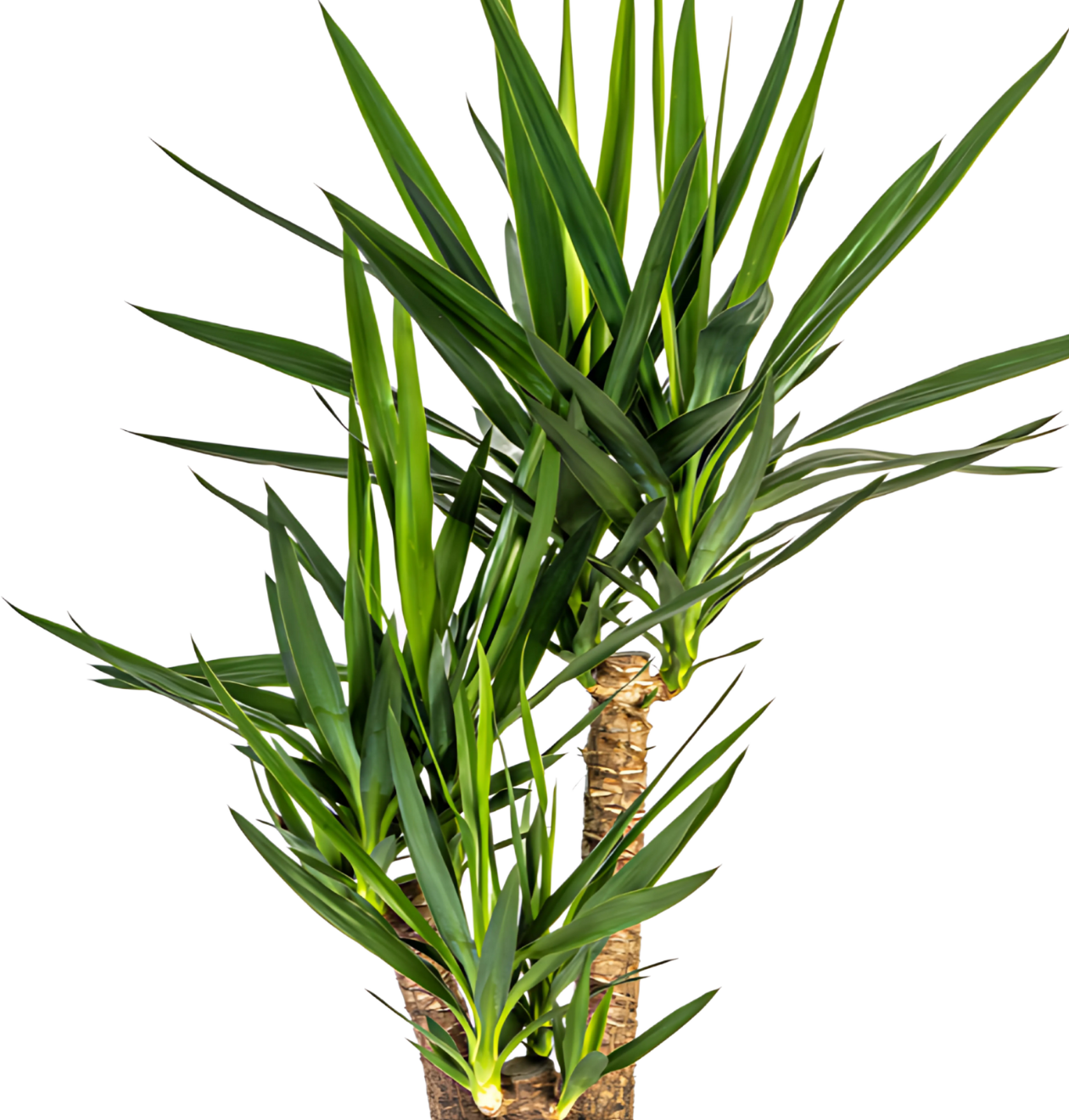 Yucca Elephantipes | Palmlilie | +/- 90-100cm | ø 24cm Topf