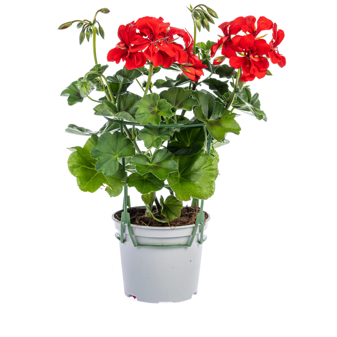 8x Pelargonium peltatum Mix Ø12 cm - ↕20 cm