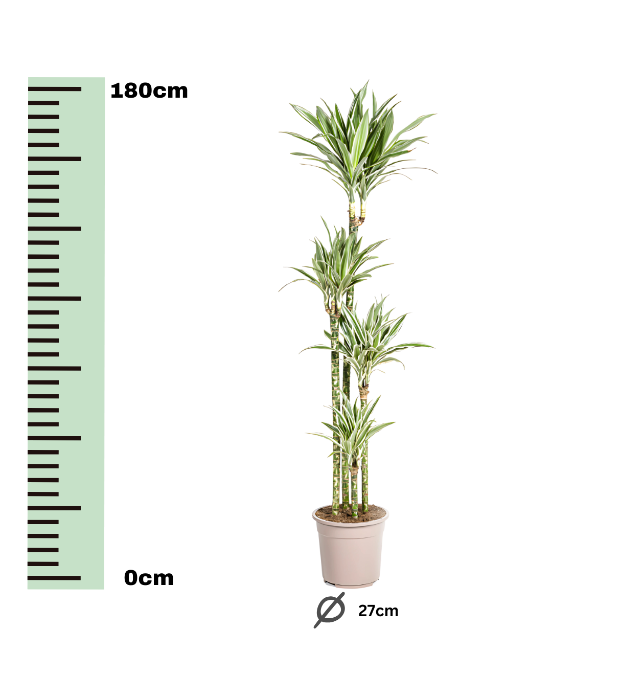Dracaena Deremensis “White Stripe” | Drachenbaum | +/- 180cm | ø 27cm Topf