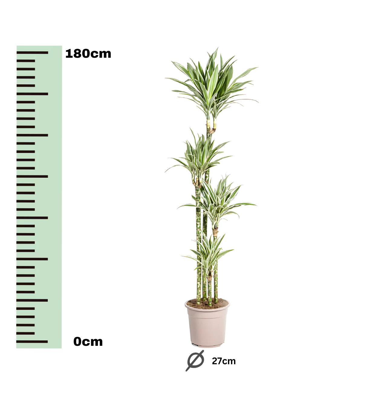 Dracaena Deremensis “White Stripe” | Drachenbaum | +/- 180cm | ø 27cm Topf