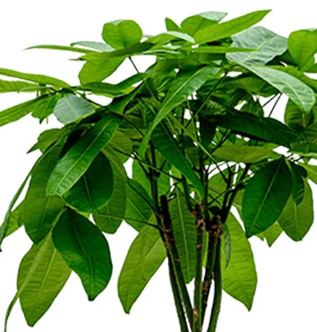 5er-Set "Tierfreund" | Bergpalme | Glückskastanie | Bananenpflanze | Korbmarante | Goldfruchtpalme | +/- 30-60cm | ø 10-15cm Topf