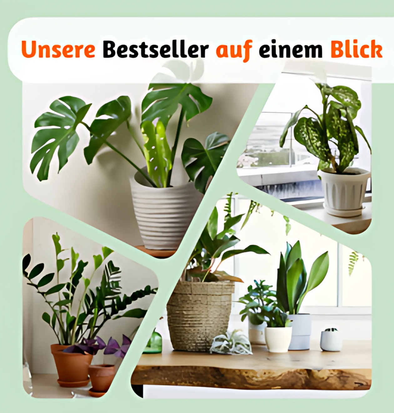 2er-Set | Glückskastanie | +/- 70-80cm | ø 12-15cm Topf