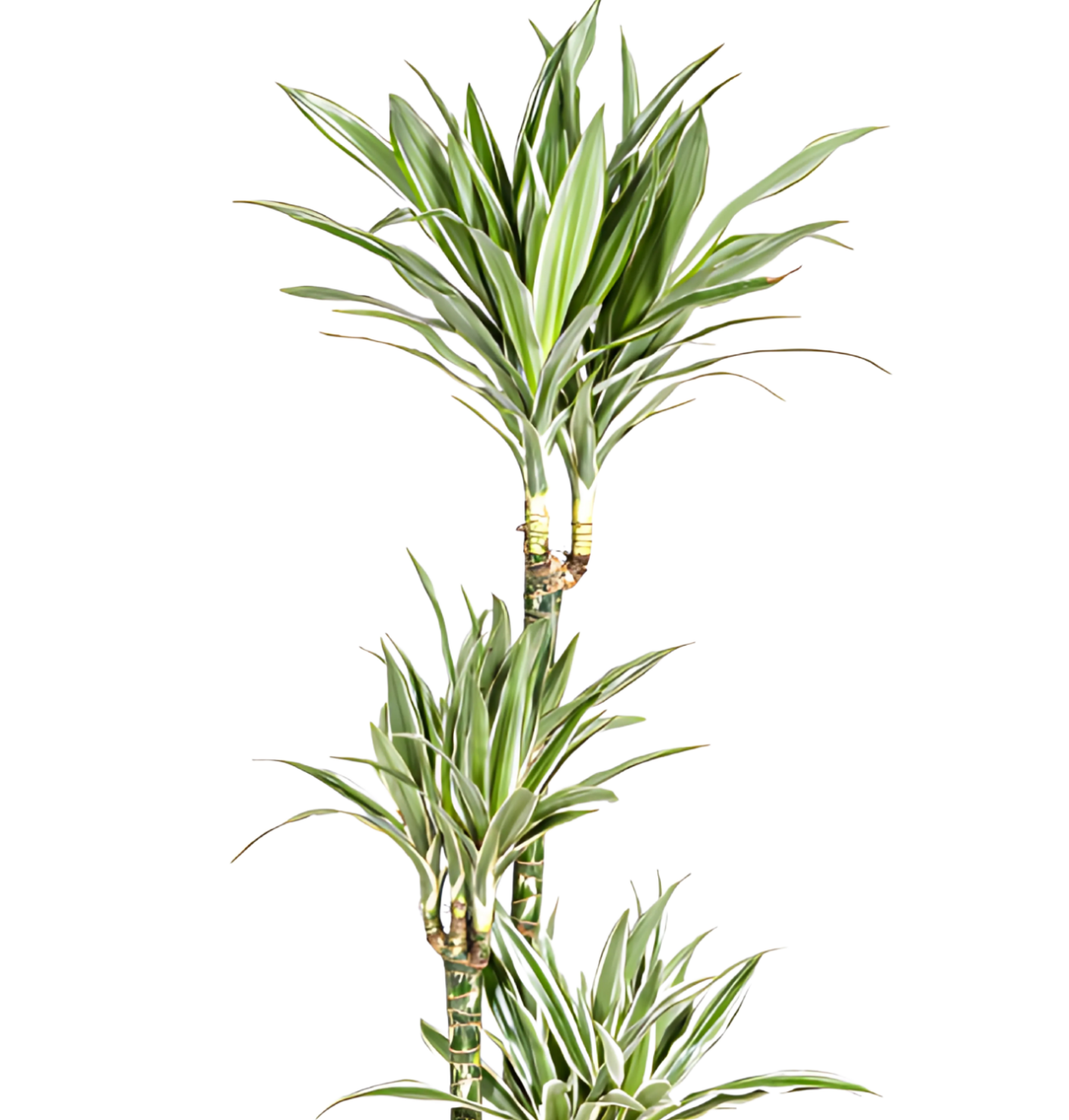 Dracaena Deremensis “White Stripe” | Drachenbaum | +/- 180cm | ø 27cm Topf