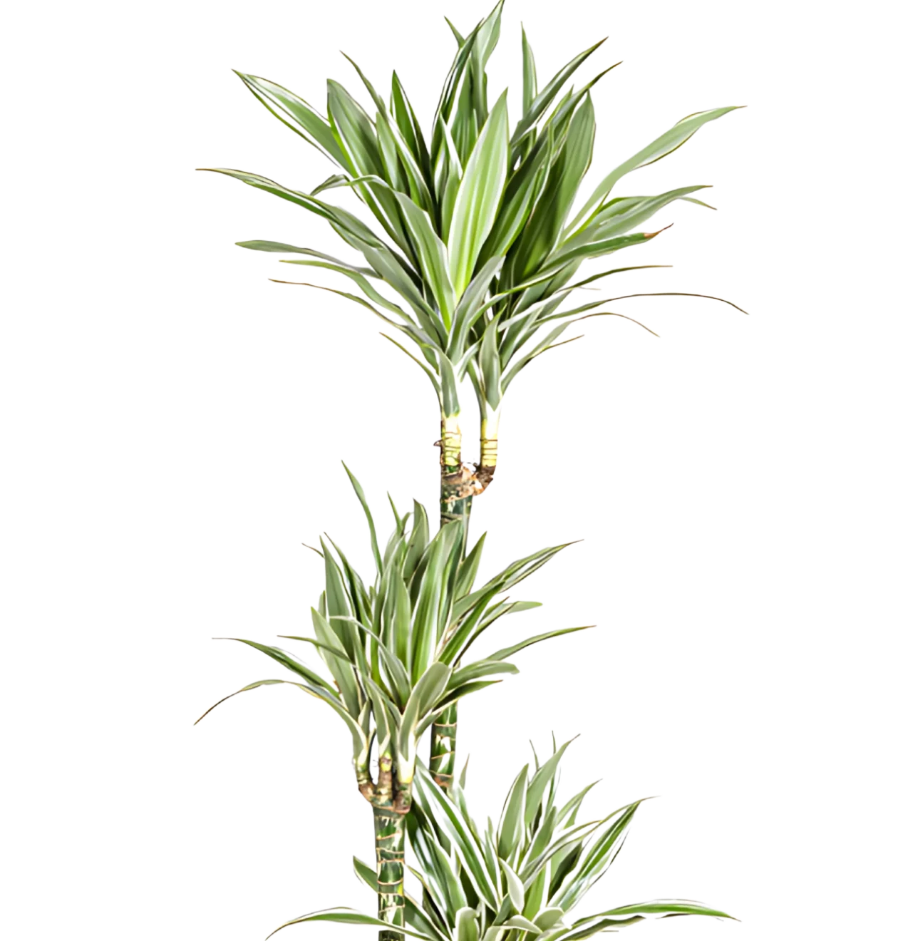 Dracaena Deremensis “White Stripe” | Drachenbaum | +/- 180cm | ø 27cm Topf