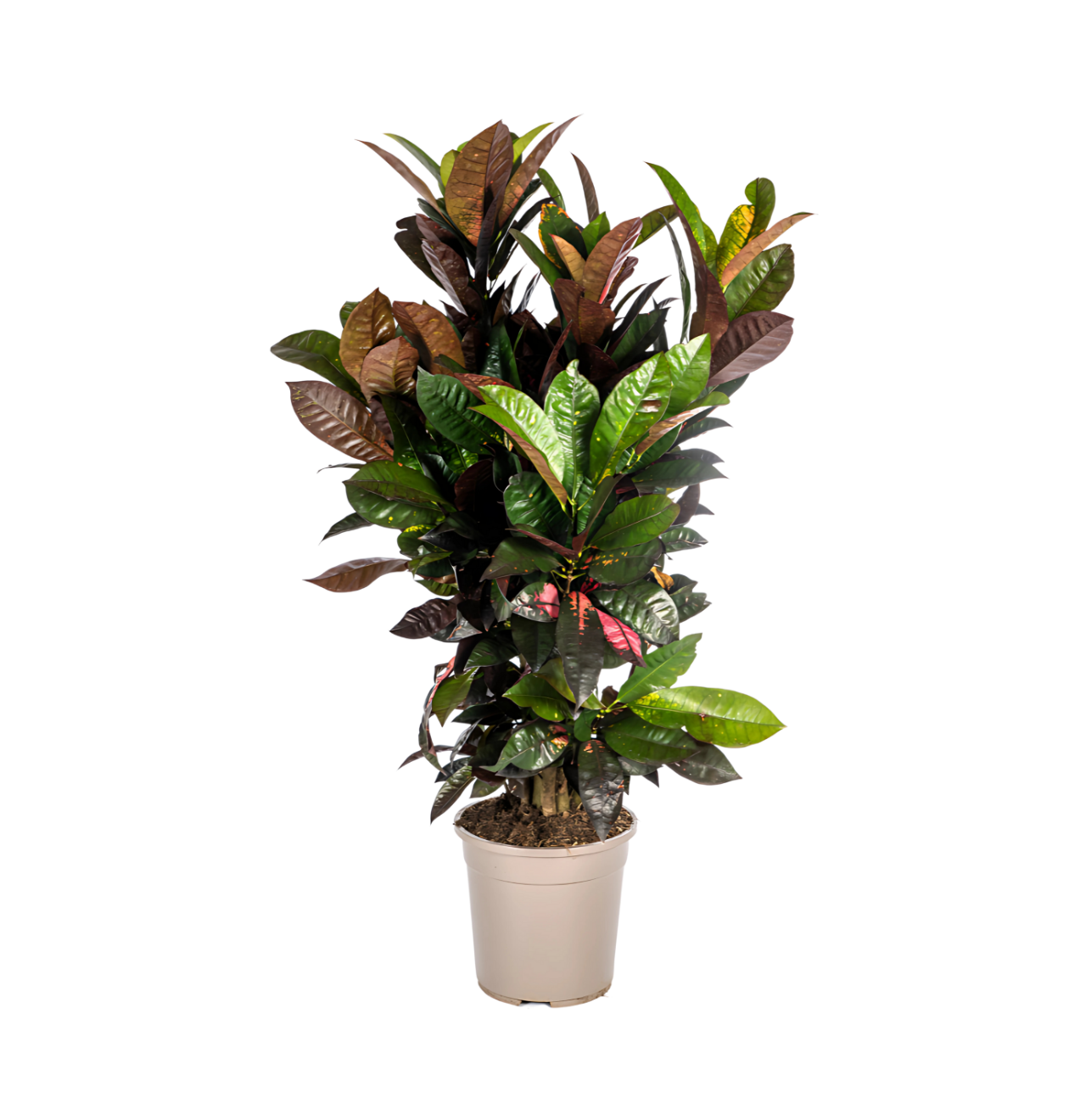 Codiaeum Croton “Iceton” | Wunderstrauch | +/- 90-100cm | ø 24cm Topf