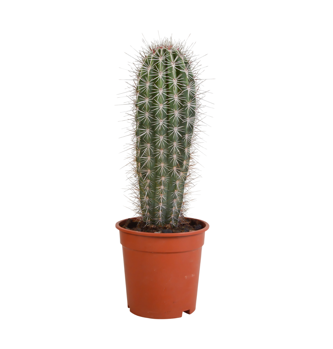 Pachycereus Pringlei (Ohne Topf) | Riesenkaktus | +/- 40-50cm | ø 17cm Topf