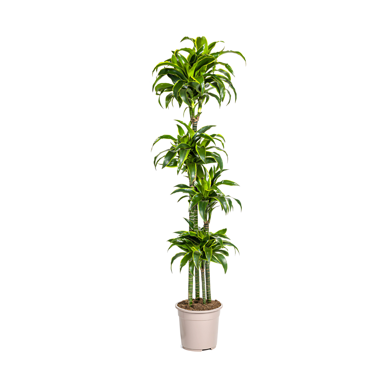 Dracaena Deremensis “Dorado” | Drachenbaum | +/- 180cm | ø 27cm Topf