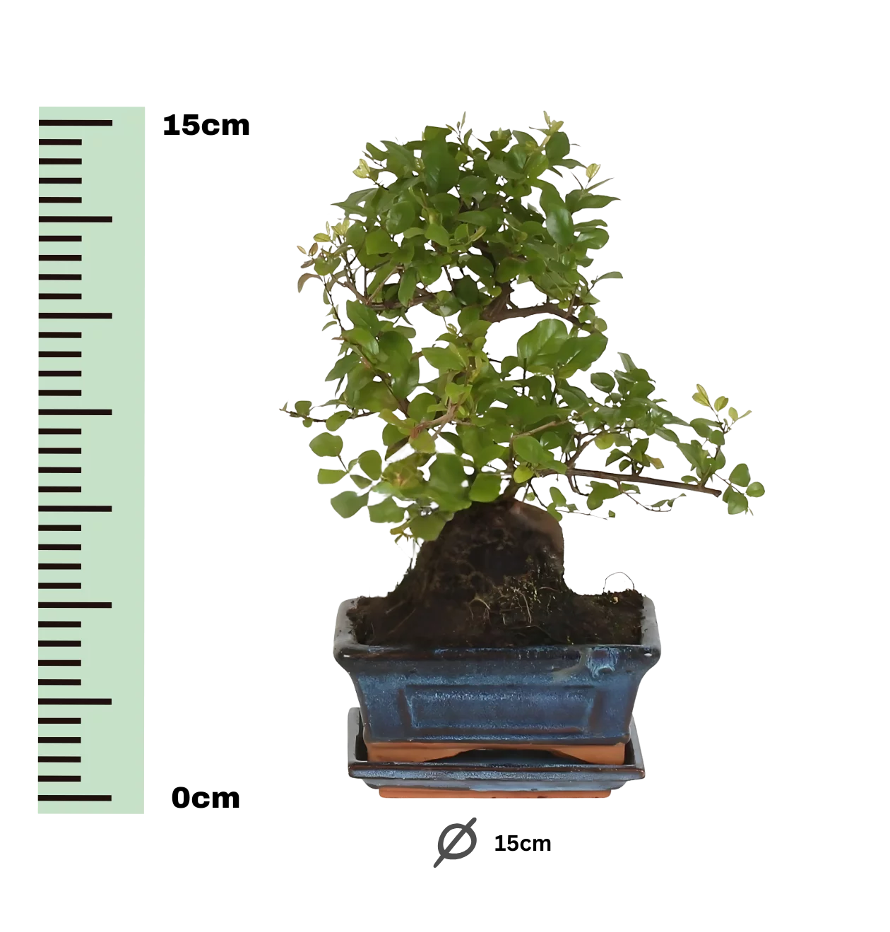 Bonsai-Baum “S-Form” | Bonsai S-Vorm | +/- 15cm | ø 15cm Topf