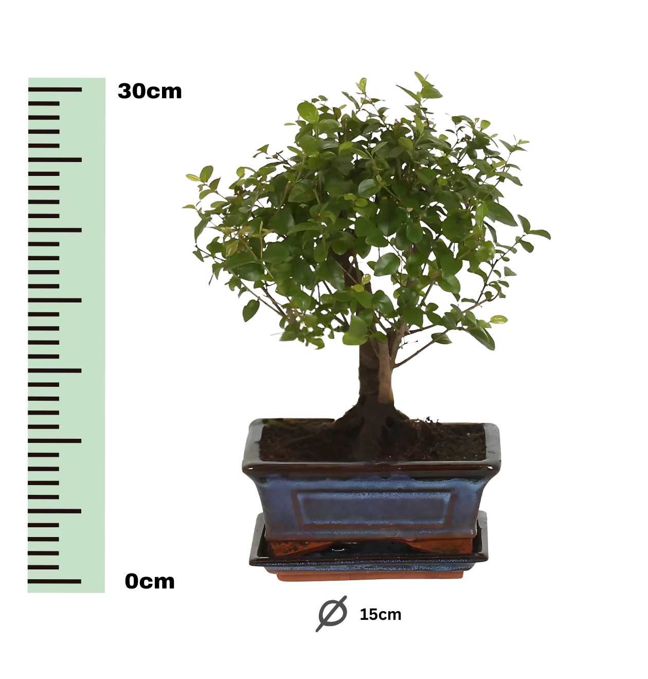 Bonsai-Baum “Kugelform” | Bonsai Bol Vorm | +/- 30cm | ø 15cm Topf