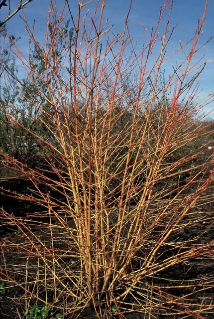 6x Cornus sang. 'Anny's Winter Orange' - ↕10-25cm - Ø9cm