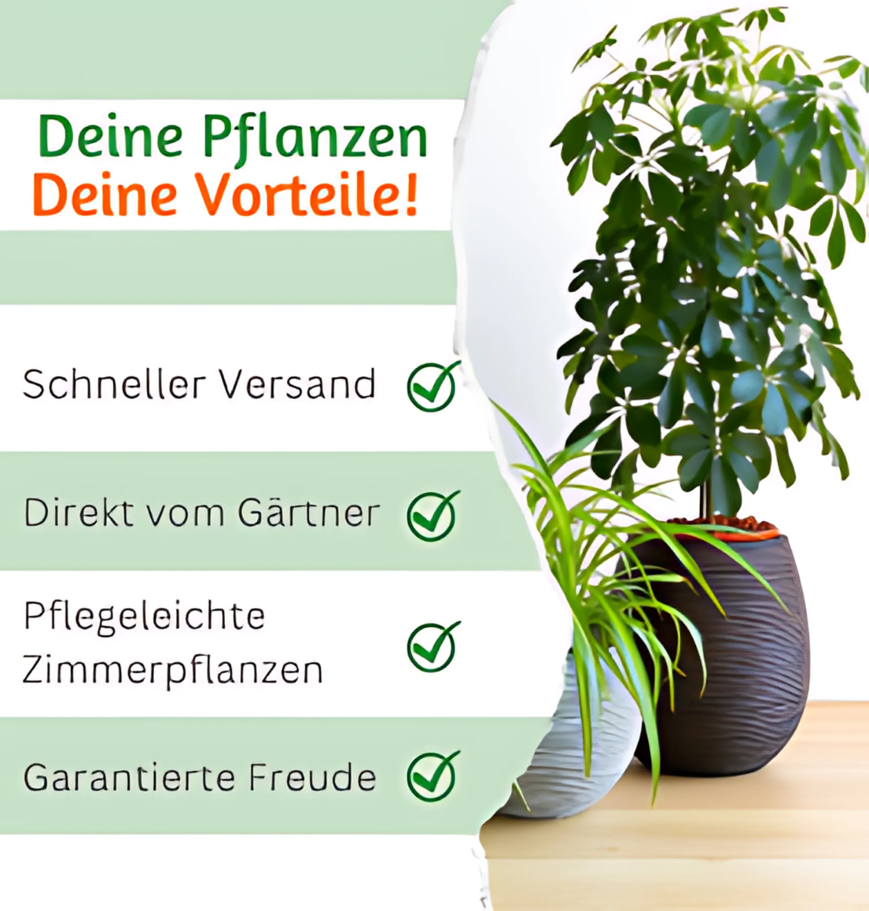 2er-Set | Glückskastanie | +/- 70-80cm | ø 12-15cm Topf