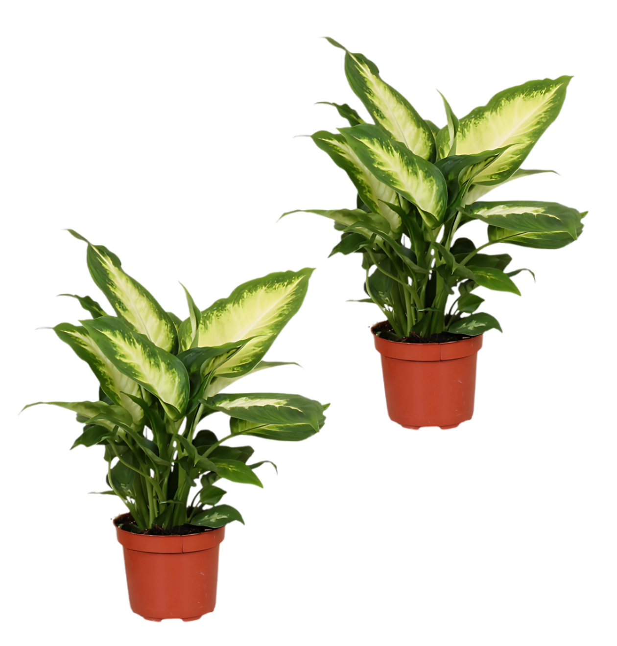 2er-Set Dieffenbachia | +/- 40-50cm | ø 12-15cm Topf 