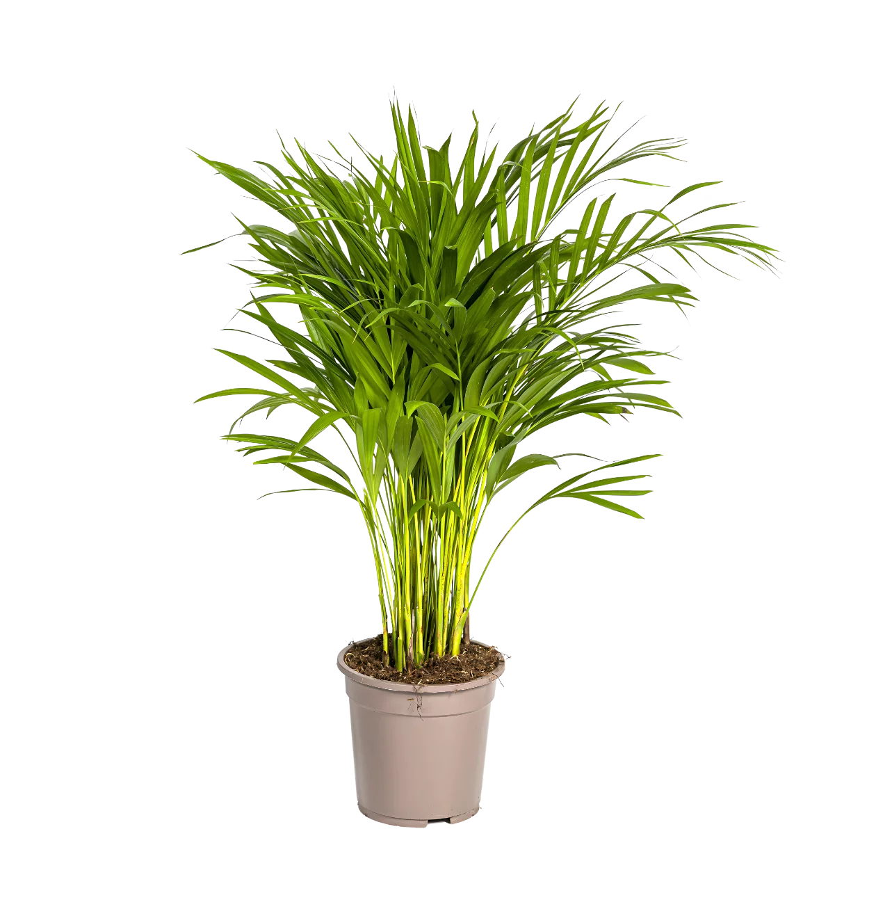Dypsis Areca Lutescens | Goldfruchtpalme | +/- 90cm | ø 19cm Topf