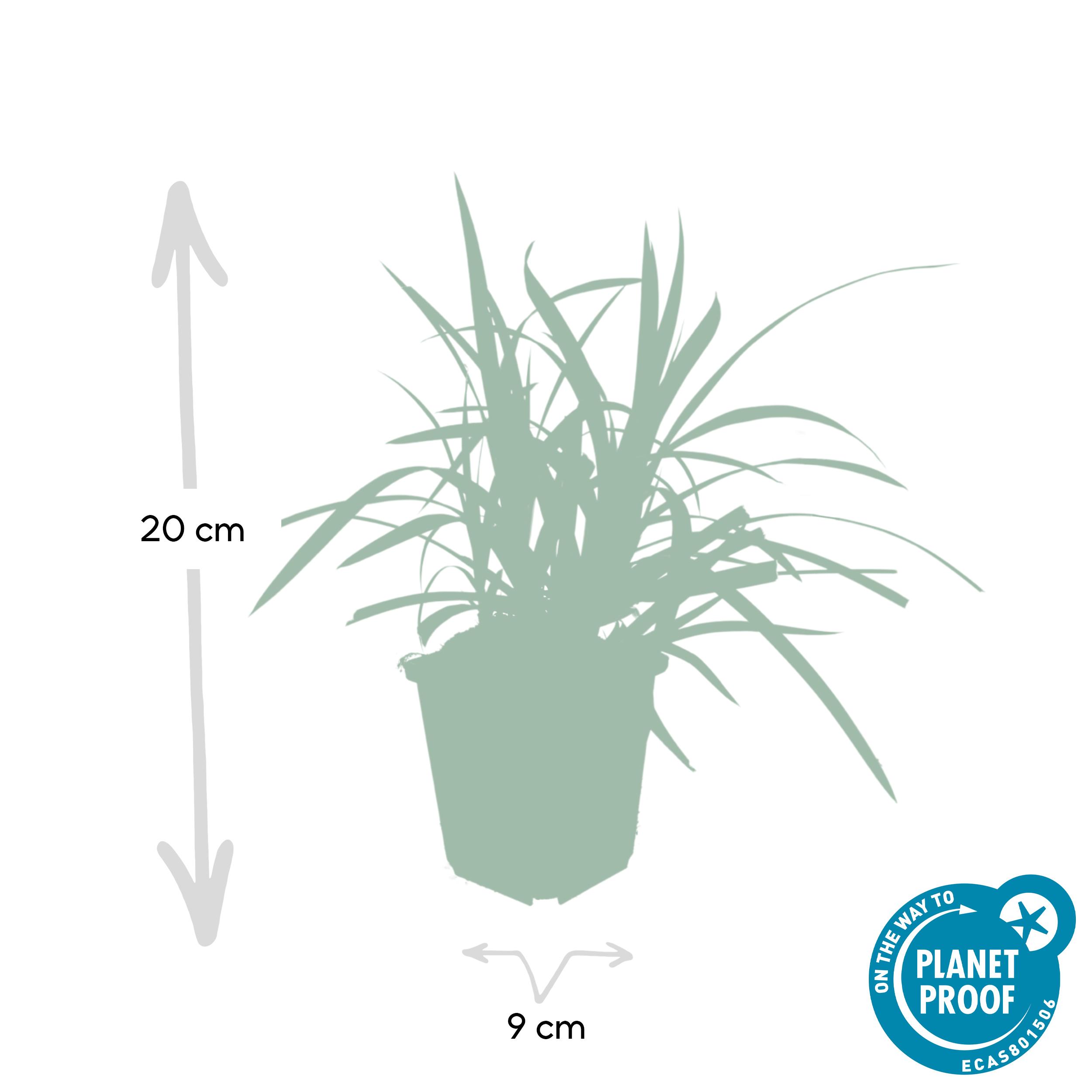 6x Carex morrowii 'Irish Green' - ↕10-25cm - Ø9cm