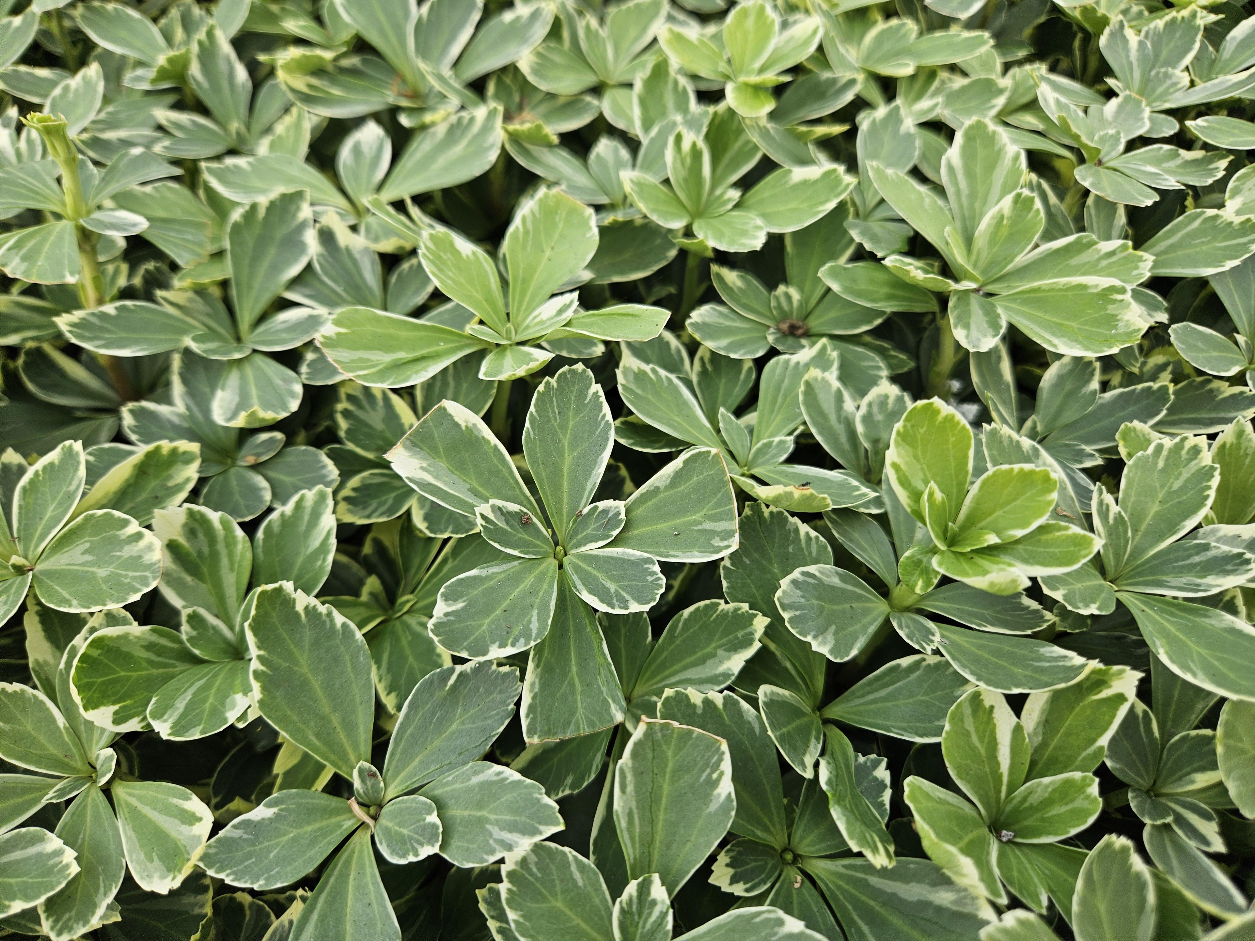 6x Pachysandra term. 'Variegata' - ↕10-25cm - Ø9cm
