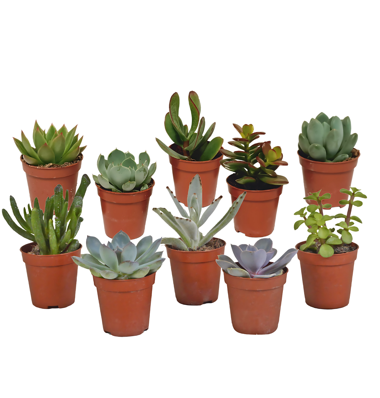 Sukkulenten 10er-Set (Ohne Topf) | Sukkulenten Mix | +/- 8-13cm | ø 5,5cm Topf