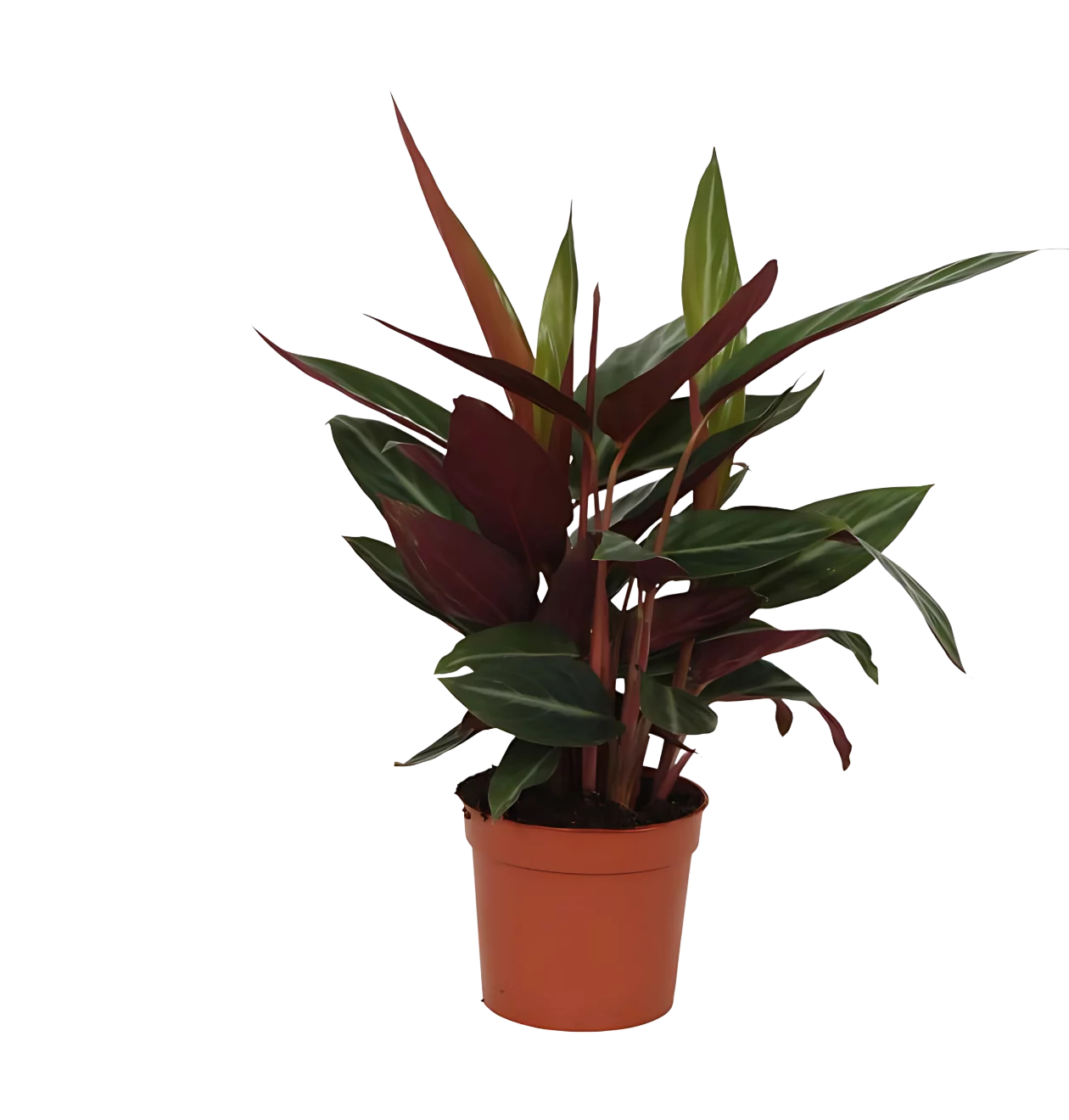 Calathea “Stripestar” | Korbmarante | +/- 40cm | ø 12cm Topf