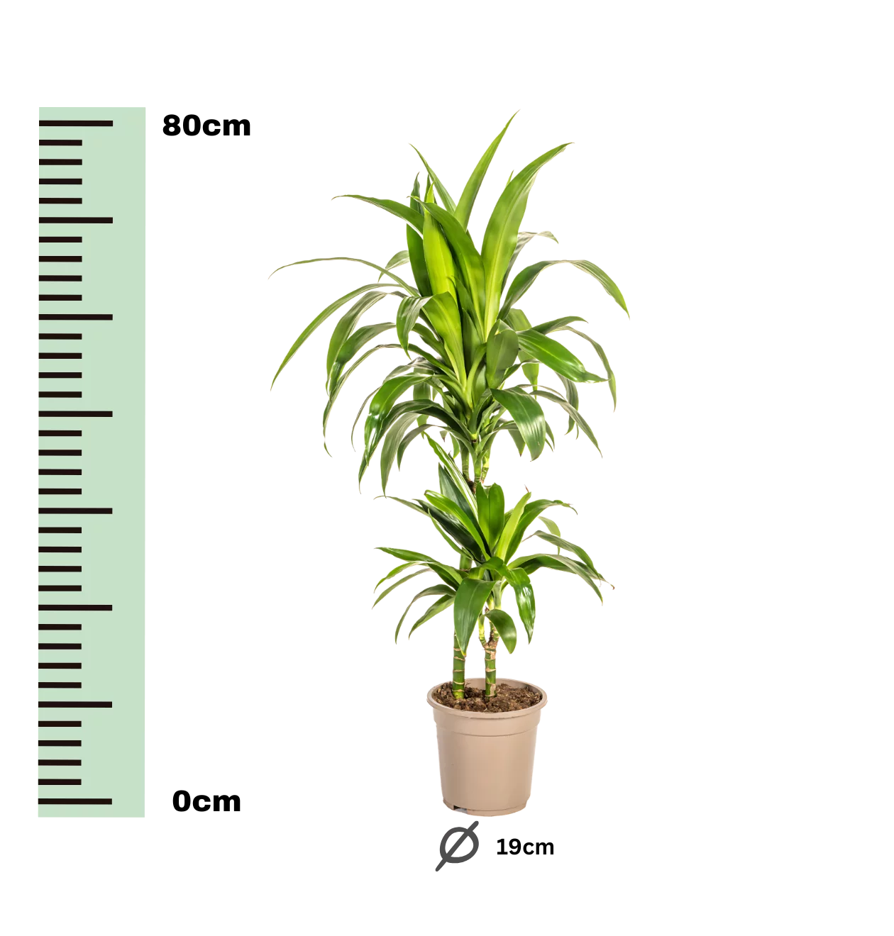 Dracaena Deremensis “Lisa” | Drachenbaum | +/- 80cm | ø 19cm Topf