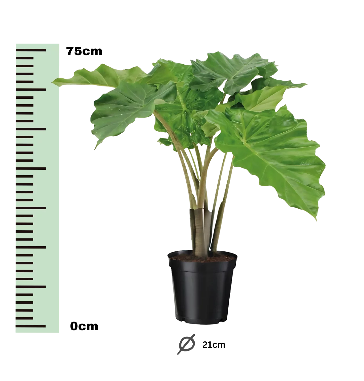 Alocasia “Portodora” | Elefantenohr | +/- 75cm | ø 21cm Topf