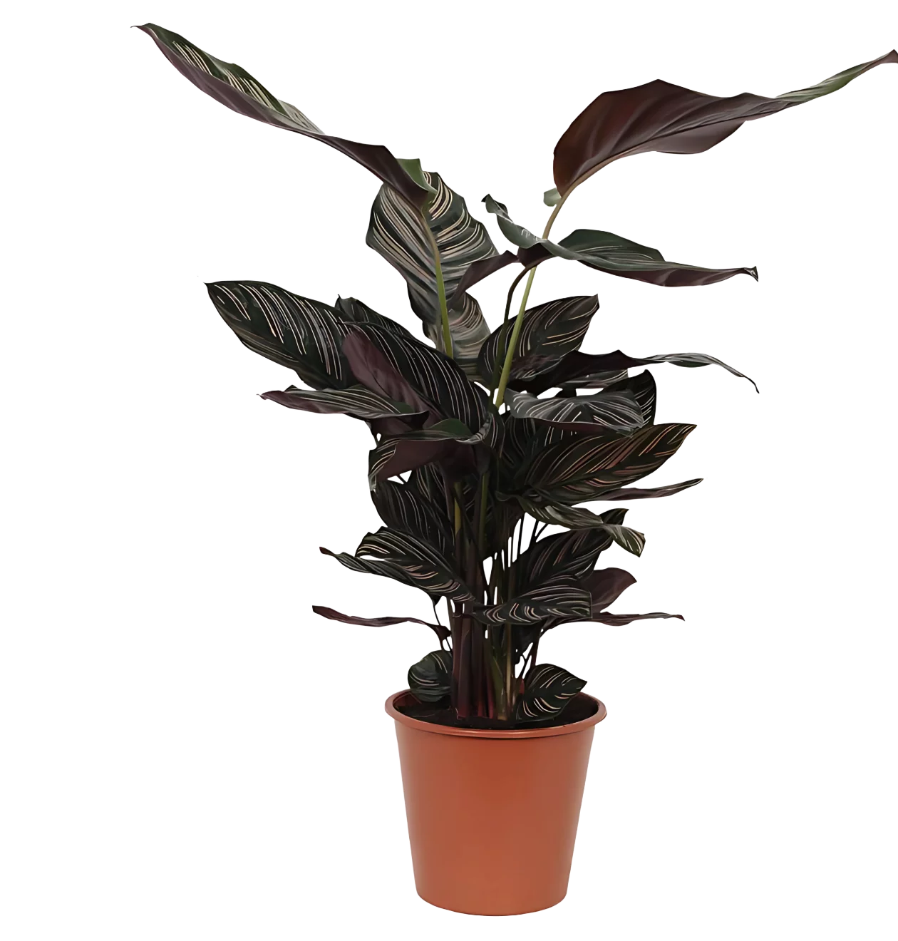 Calathea “Sanderiana” | Korbmarante | +/- 80cm | ø 19cm Topf
