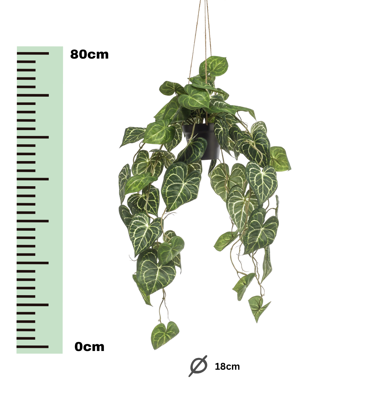 Künstliche Anthurium “Clarinervium” | Aderpflanze | +/- 80cm | ø 18cm Topf