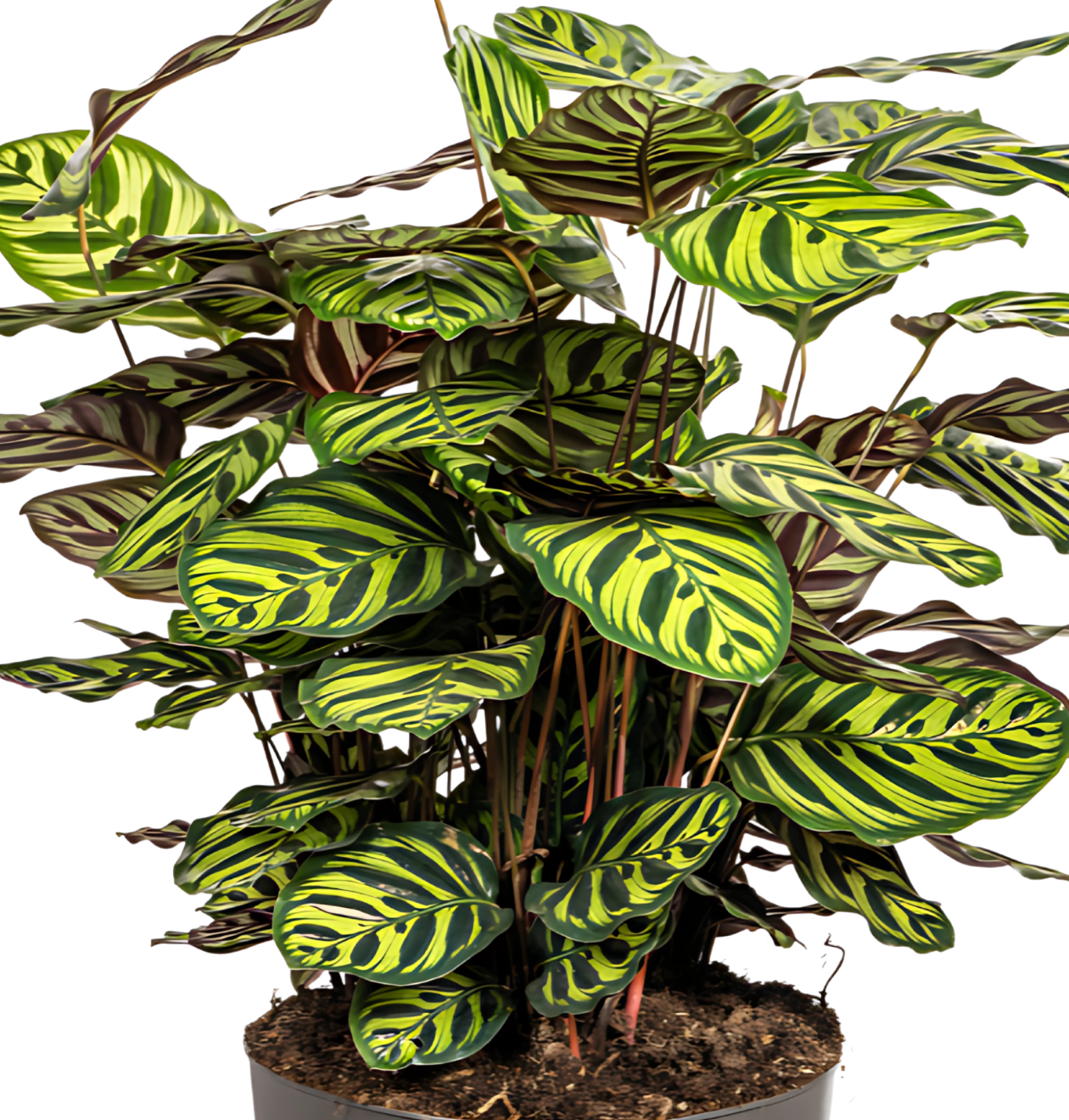 Calathea “Makoyana” | Korbmarante | +/- 70cm | ø 27cm Topf