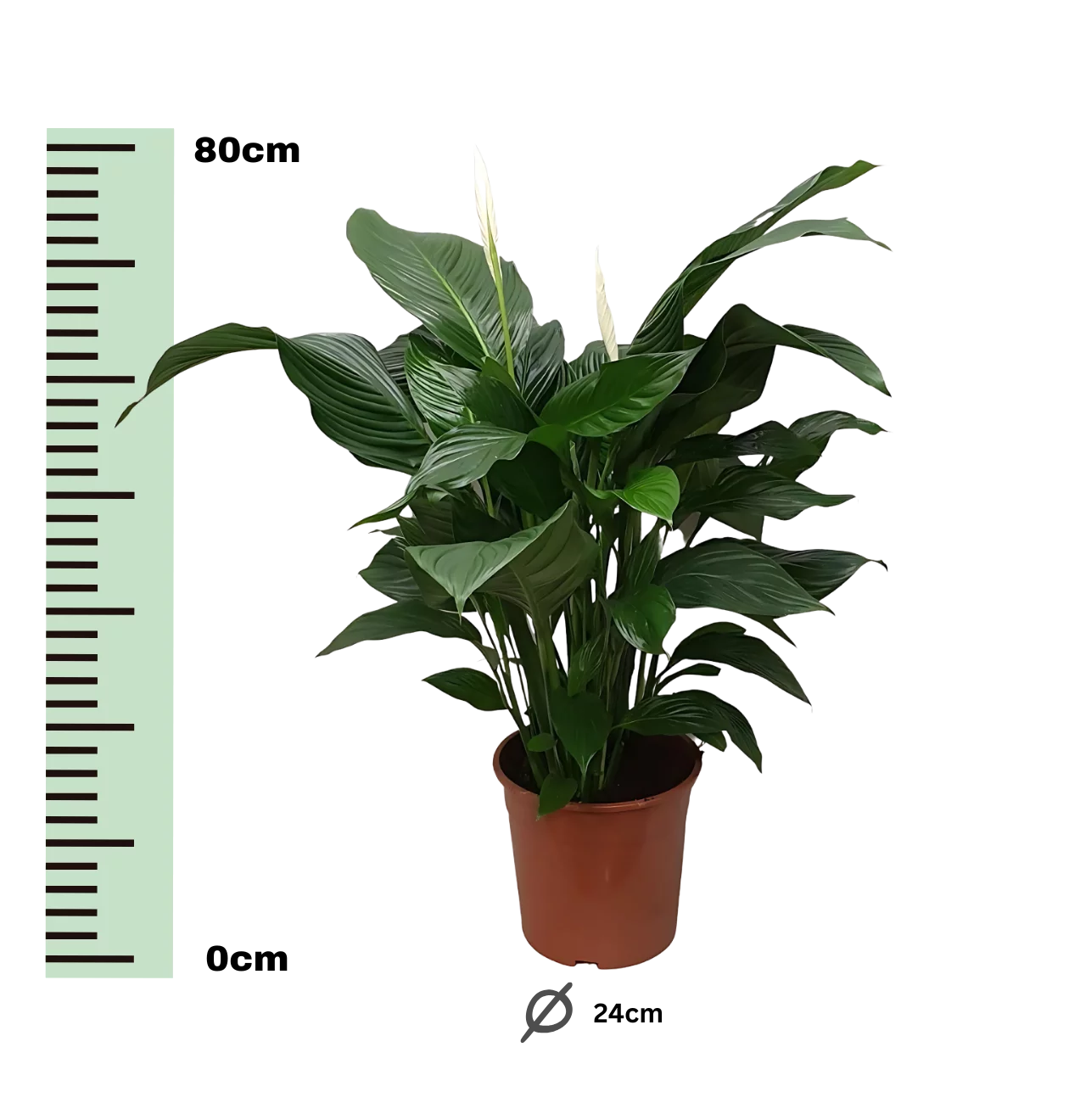 Spathiphyllum “Sweet Silvana” | Einblatt | +/- 80cm | ø 24cm Topf