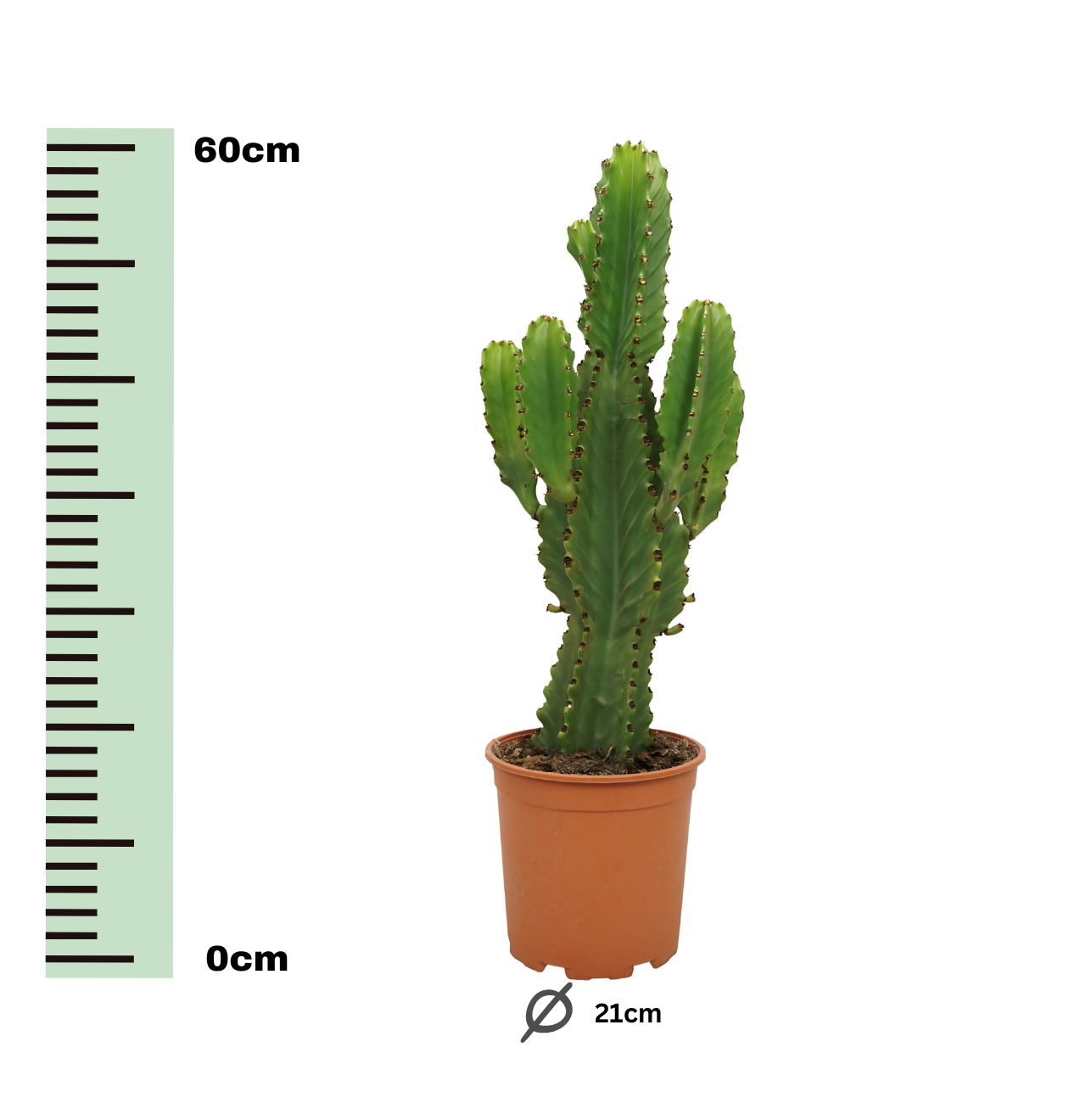 Euphorbia Ingens | Kaktus-Wolfsmilch | +/- 60cm | ø 21cm Topf