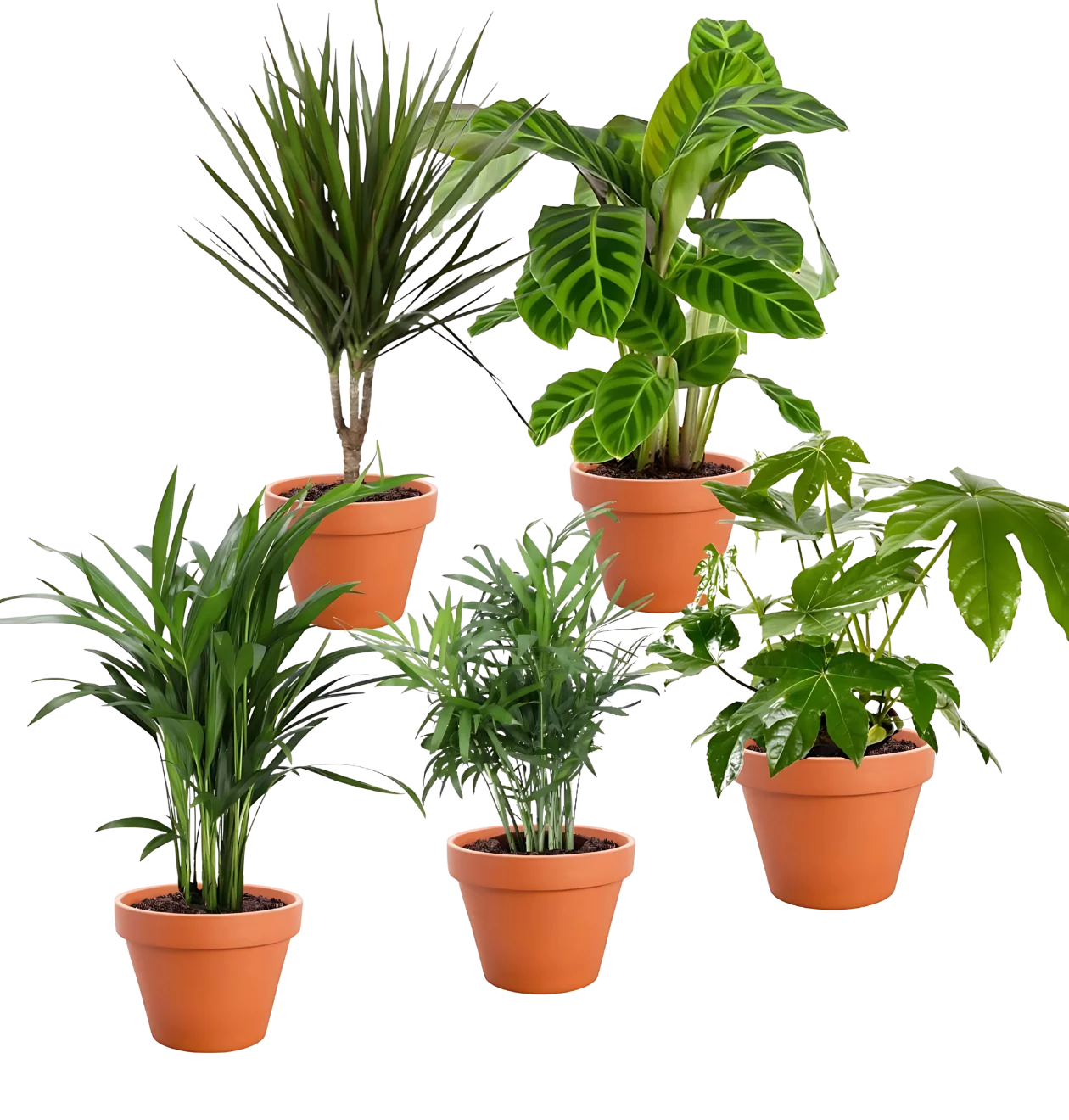 5er-Set "Palmenfreunde" | Goldfruchtpalme | Bergpalme | Drachenbaum | Korbmarante | Zimmeraralie | +/- 40-55cm | ø 12-15cm Topf