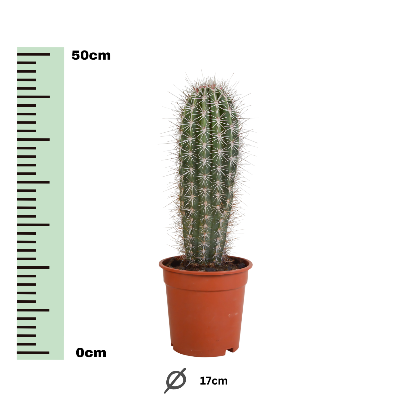 Pachycereus Pringlei (Ohne Topf) | Riesenkaktus | +/- 40-50cm | ø 17cm Topf