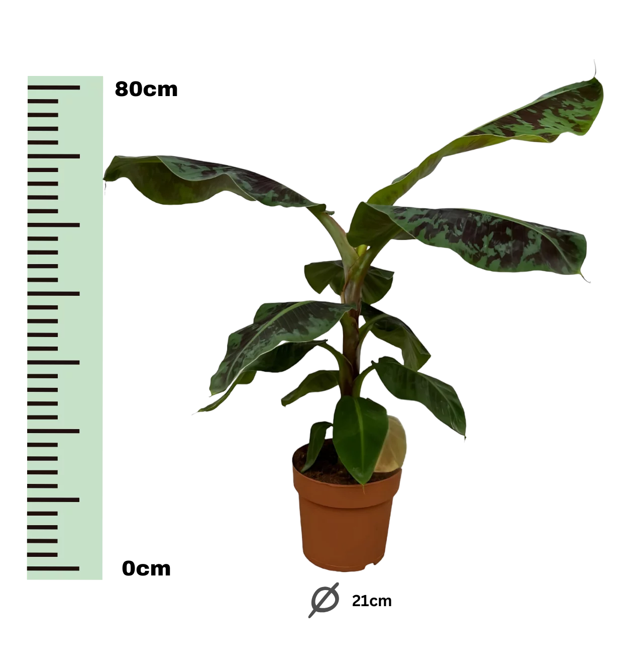 Musa | Bananenpflanze | +/- 80cm | ø 21cm Topf