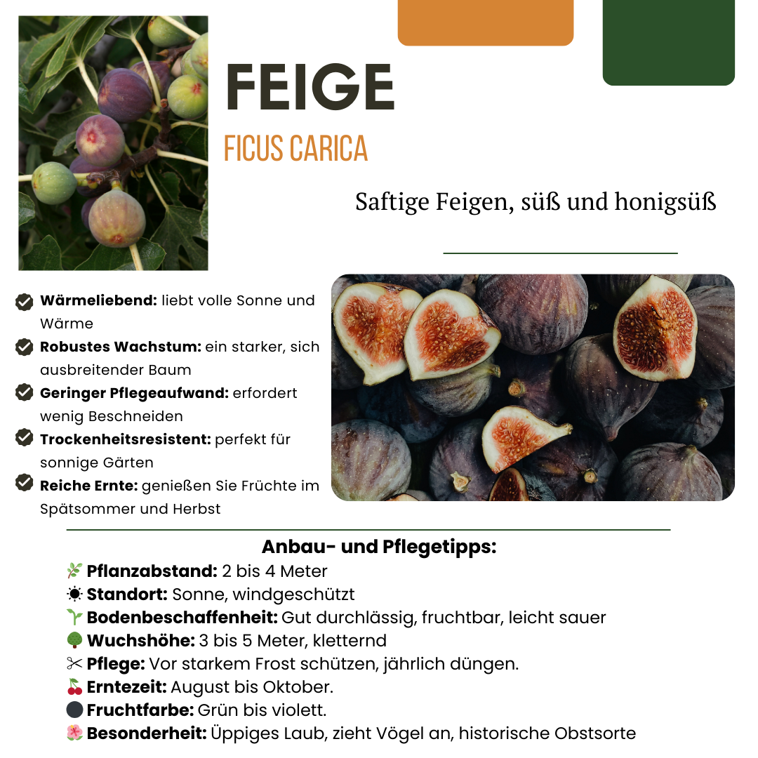 3 x Biologische Vijgenbomen - Ø 13 cm - ↨ 20 cm