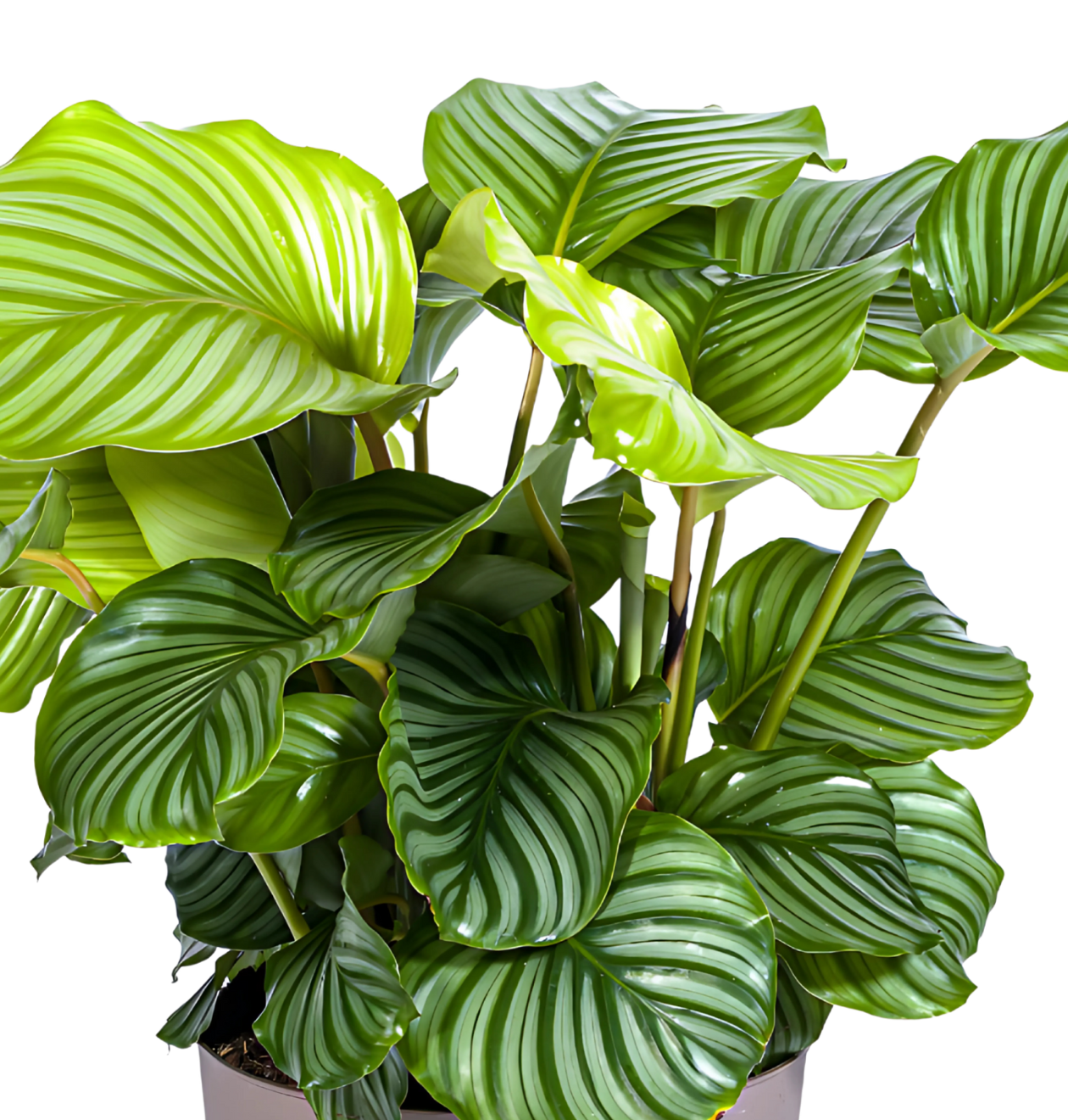Calathea “Orbifolia” | Korbmarante | +/- 80cm | ø 27cm Topf
