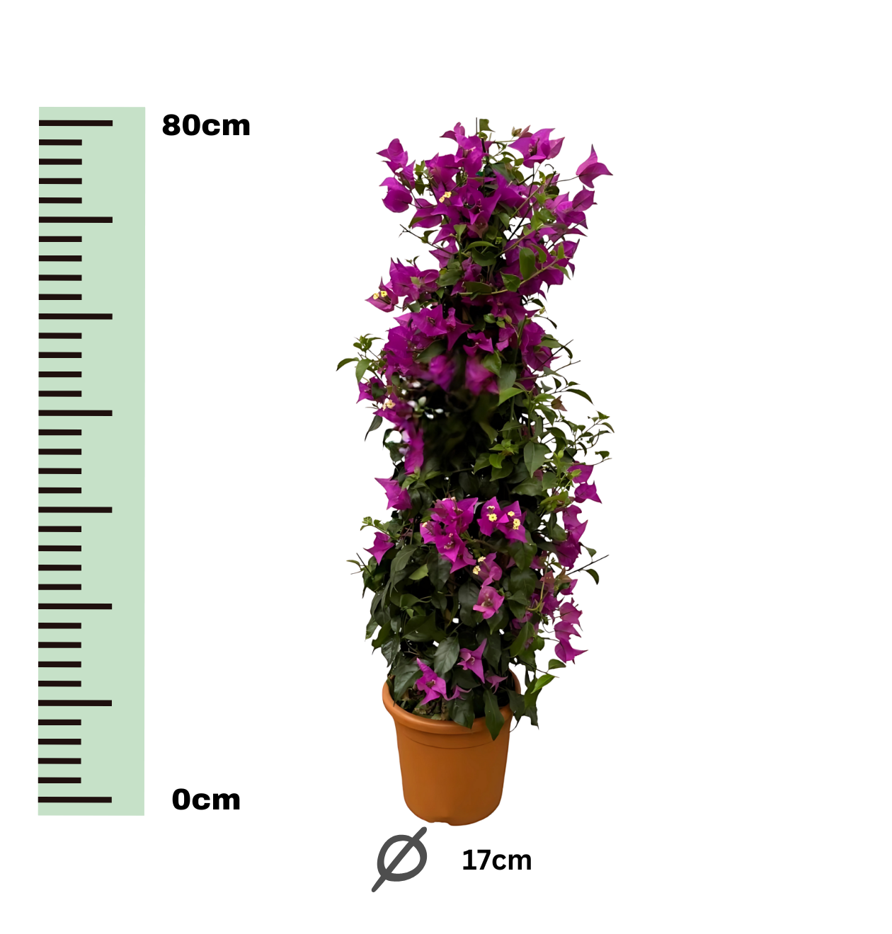 Bougainvillea Pyramide | Drillingsblume | +/- 80cm | ø 17cm