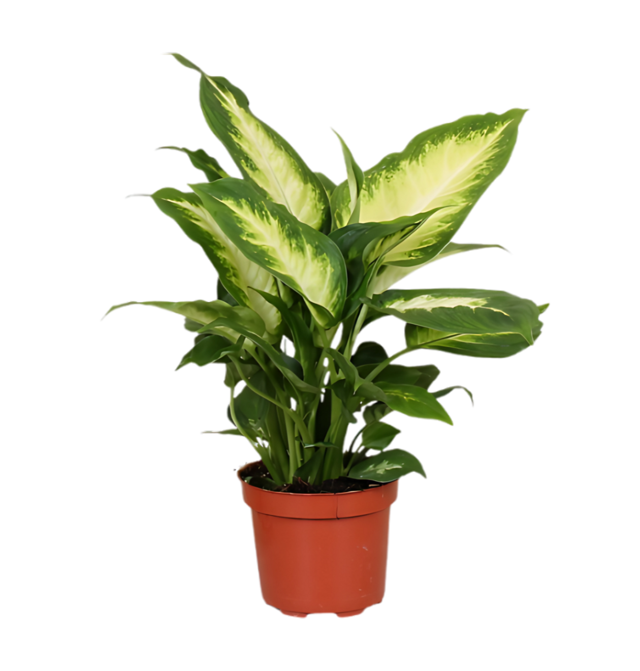 3er-Set Dieffenbachia | +/- 40-50cm | ø 12-15cm Topf 