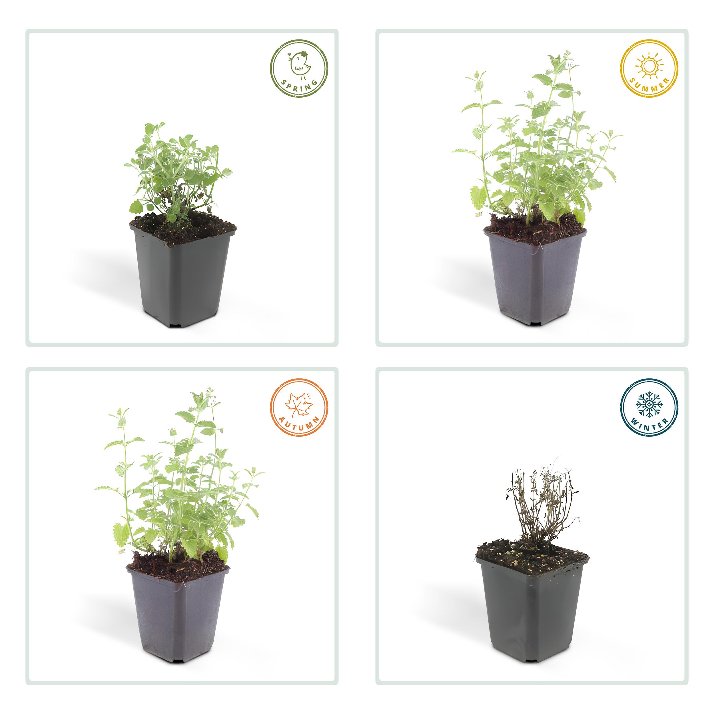 6x Nepeta 'Six Hills Giant' - ↕10-25cm - Ø9cm