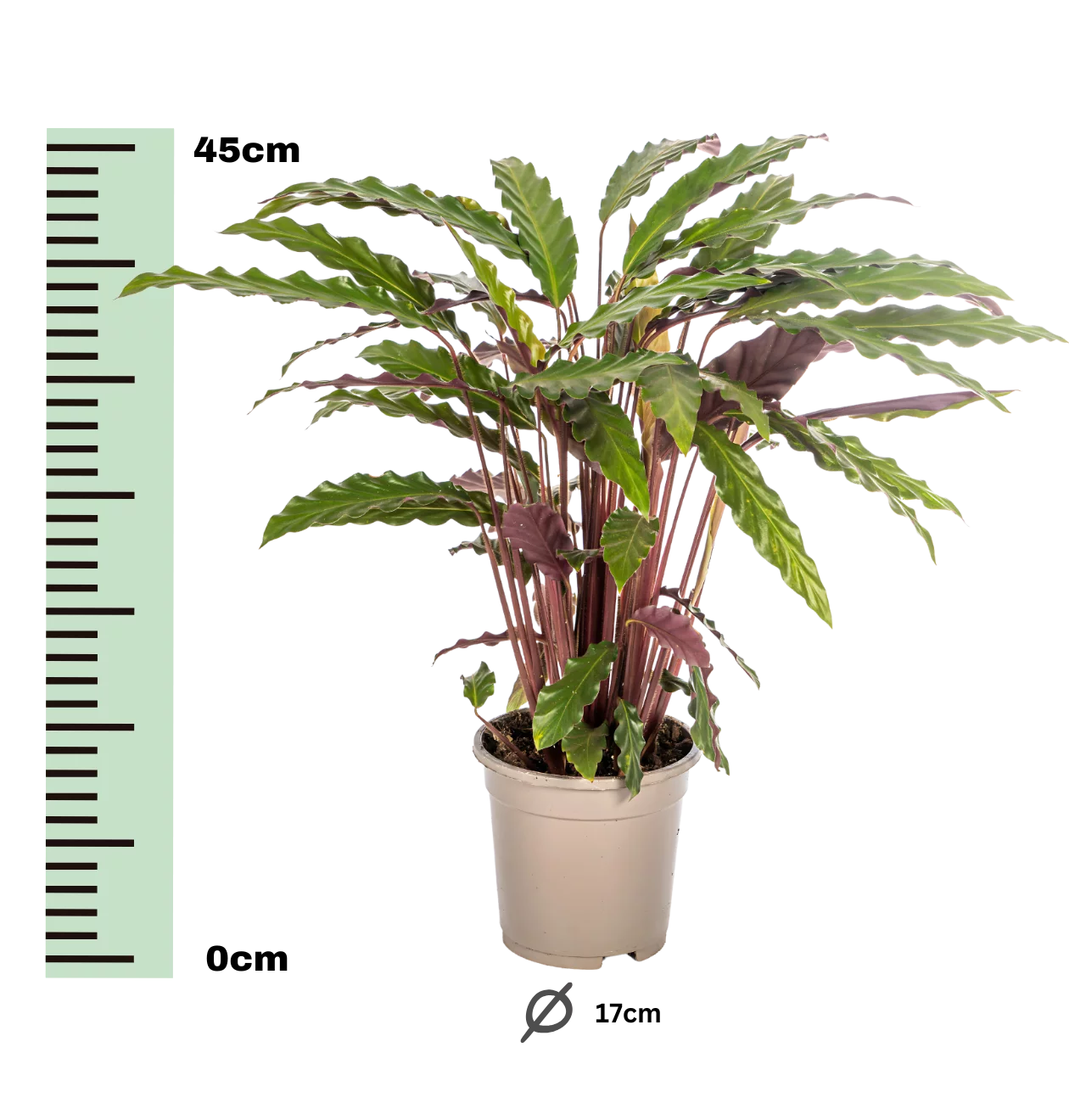 Calathea “Rufibarba” | Korbmarante | +/- 45cm | ø 17cm Topf