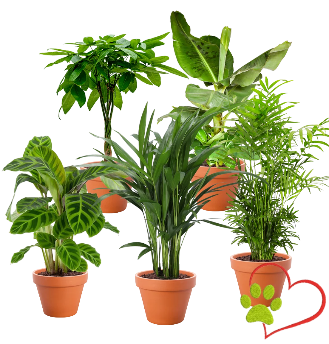 5er-Set "Tierfreund" | Bergpalme | Glückskastanie | Bananenpflanze | Korbmarante | Goldfruchtpalme | +/- 30-60cm | ø 10-15cm Topf