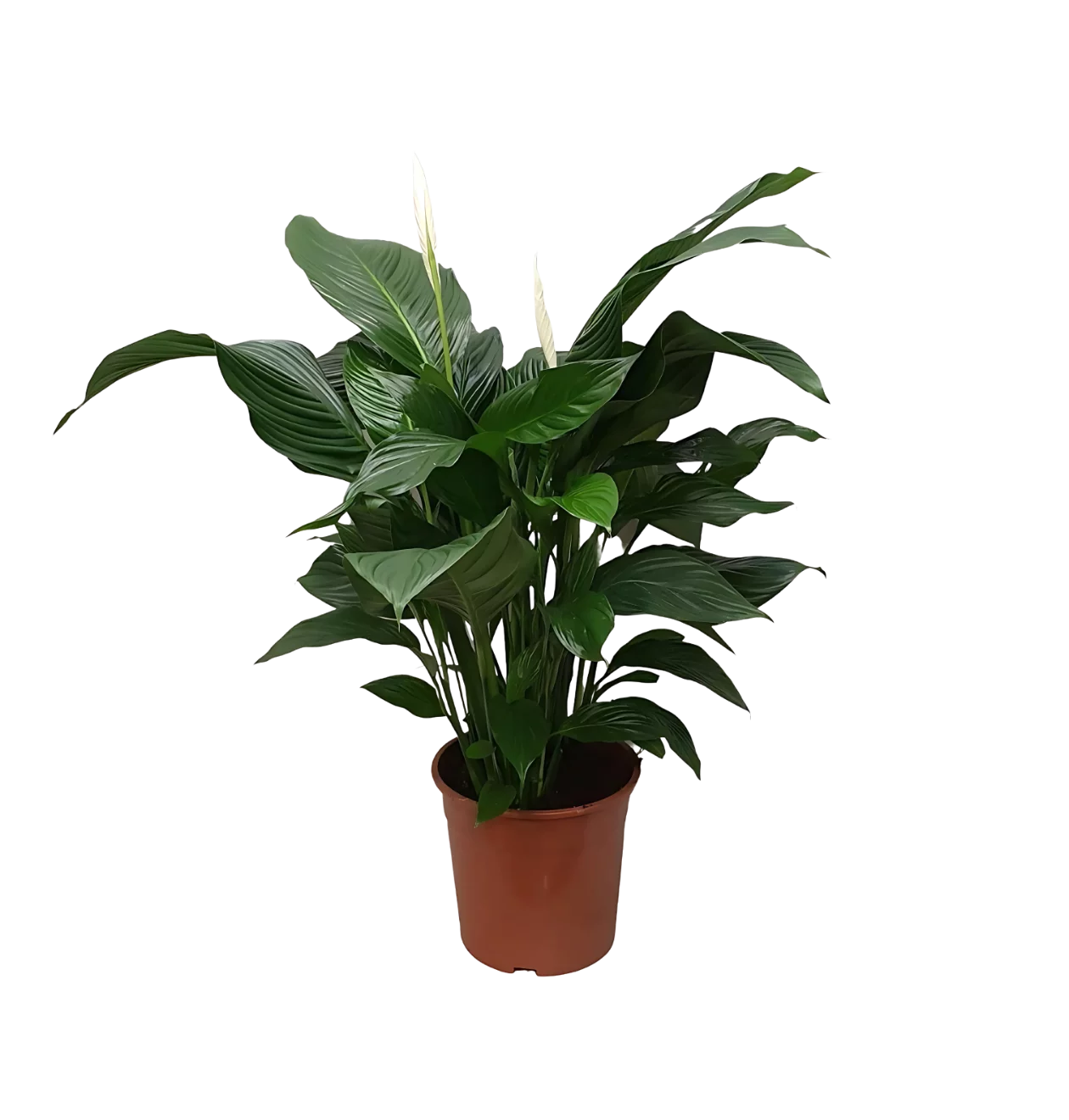 Spathiphyllum “Sweet Silvana” | Einblatt | +/- 80cm | ø 24cm Topf