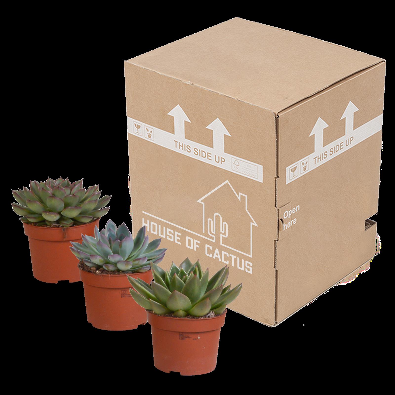 Echeveria mix 10.5 cm - 3x - zonder pot