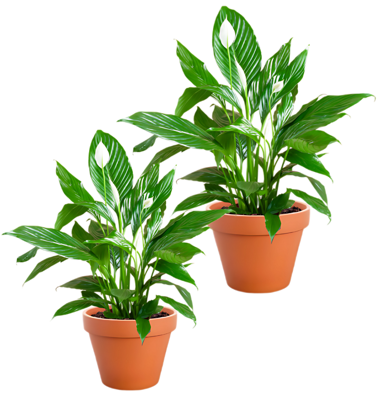 2er-Set | Spathiphyllum | “Einblatt” | +/- 40-50cm | ø 12-15cm Topf