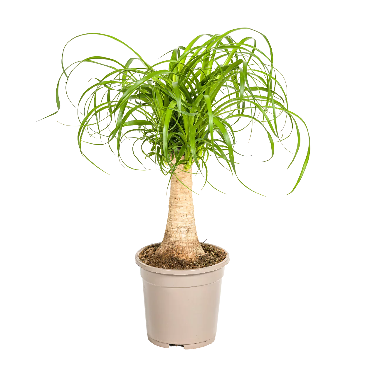 Beaucarnea Recurvata “Stamm” | Elefantenfuß | +/- 50cm | ø 17cm Topf