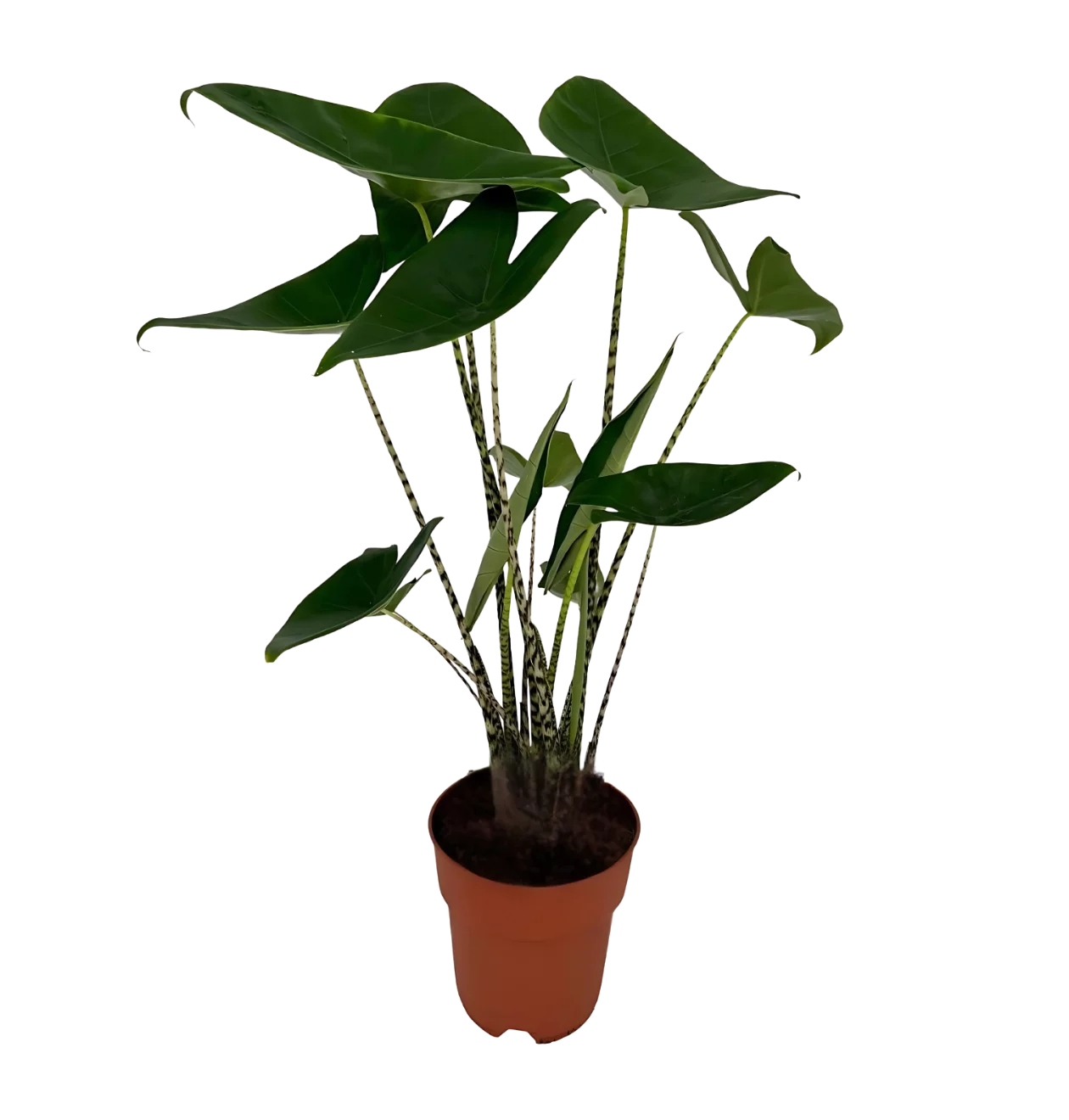 Alocasia “Zebrina” | Elefantenohr | +/- 75cm | ø 19cm Topf