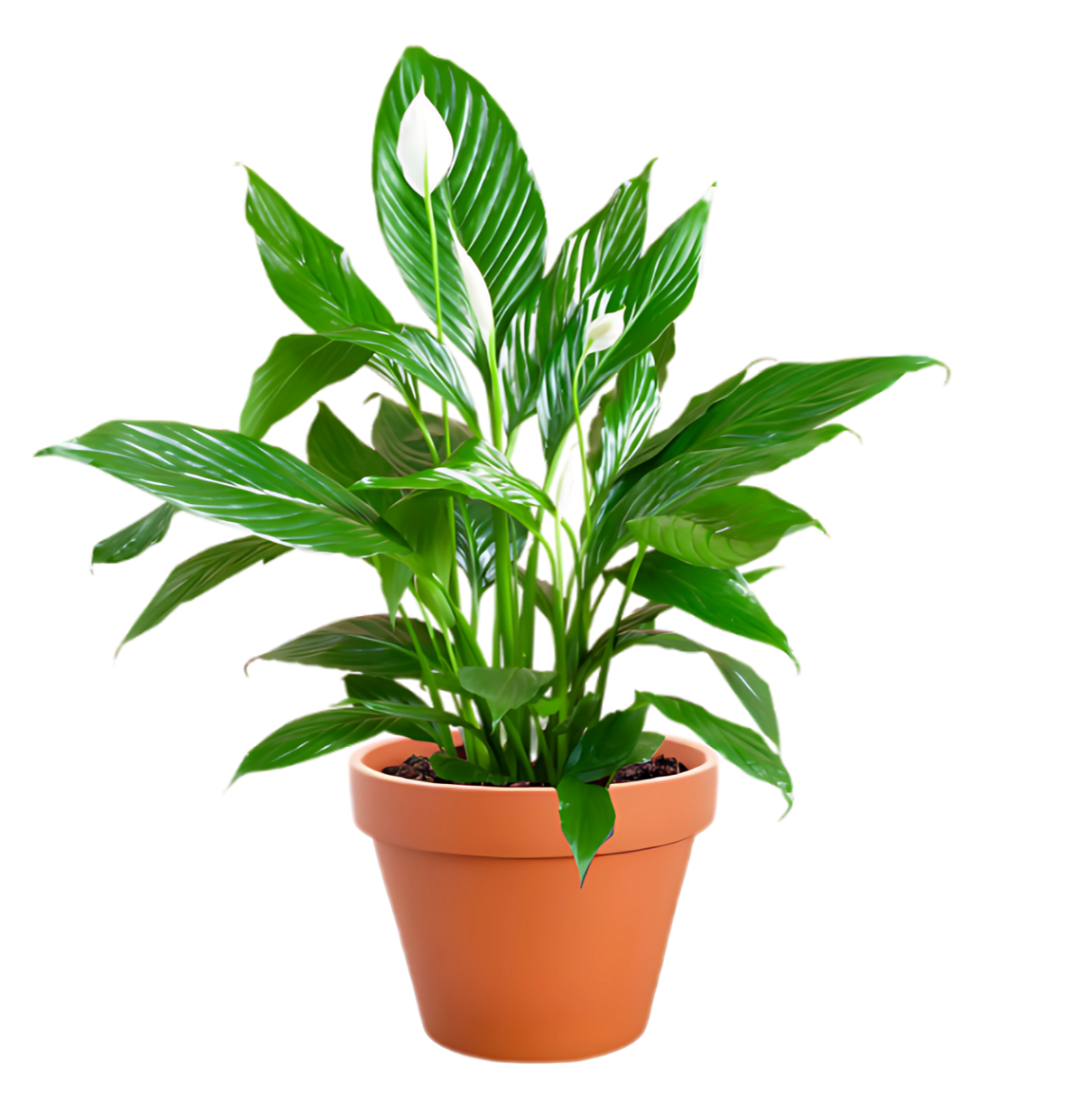 2er-Set | Spathiphyllum | “Einblatt” | +/- 40-50cm | ø 12-15cm Topf
