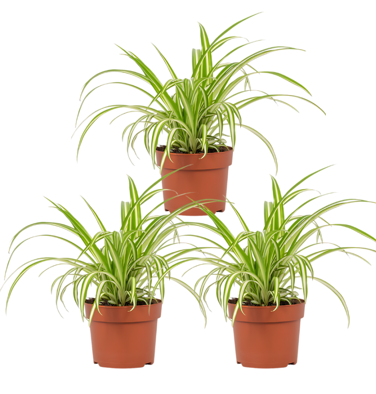 3er-Set | Grünlilie | Chlorophytum | +/- 40-50cm | ø 12-15cm Topf